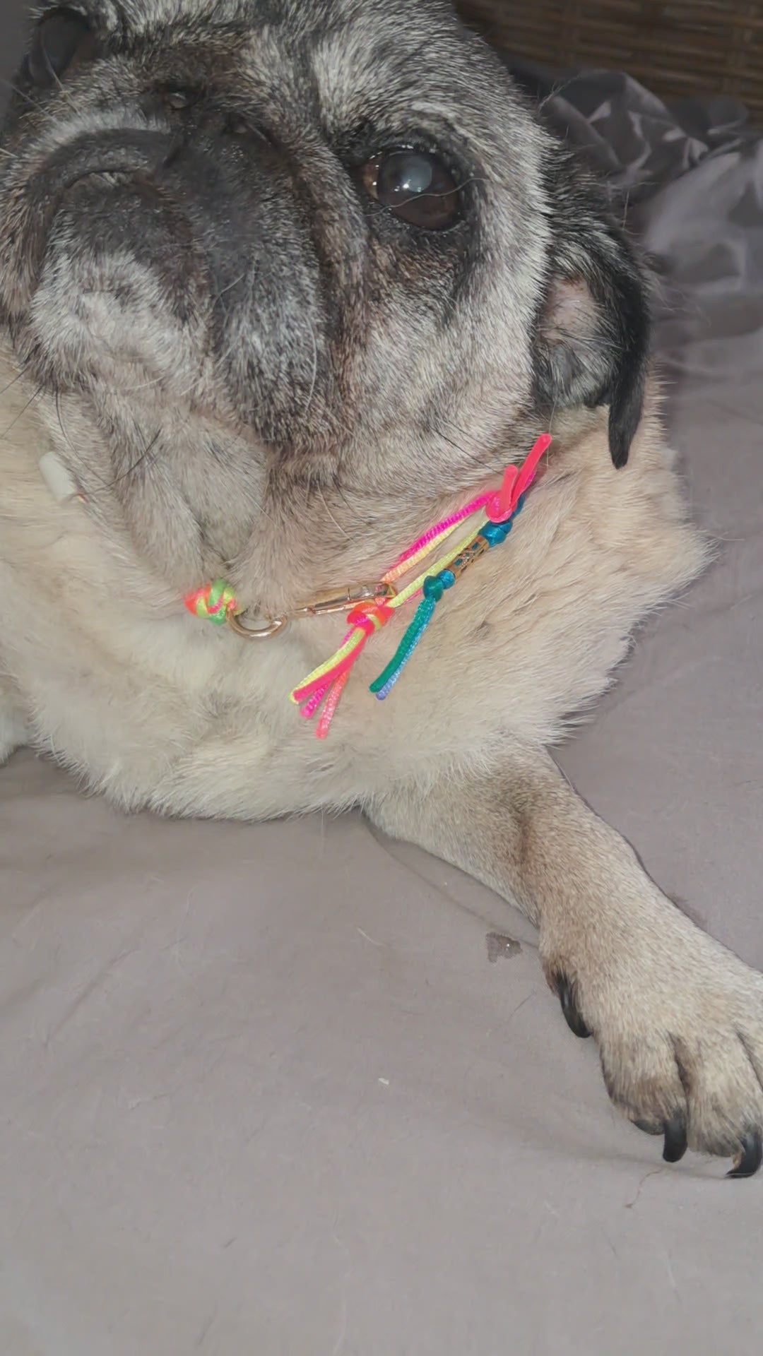 Collier anti-tiques chiens