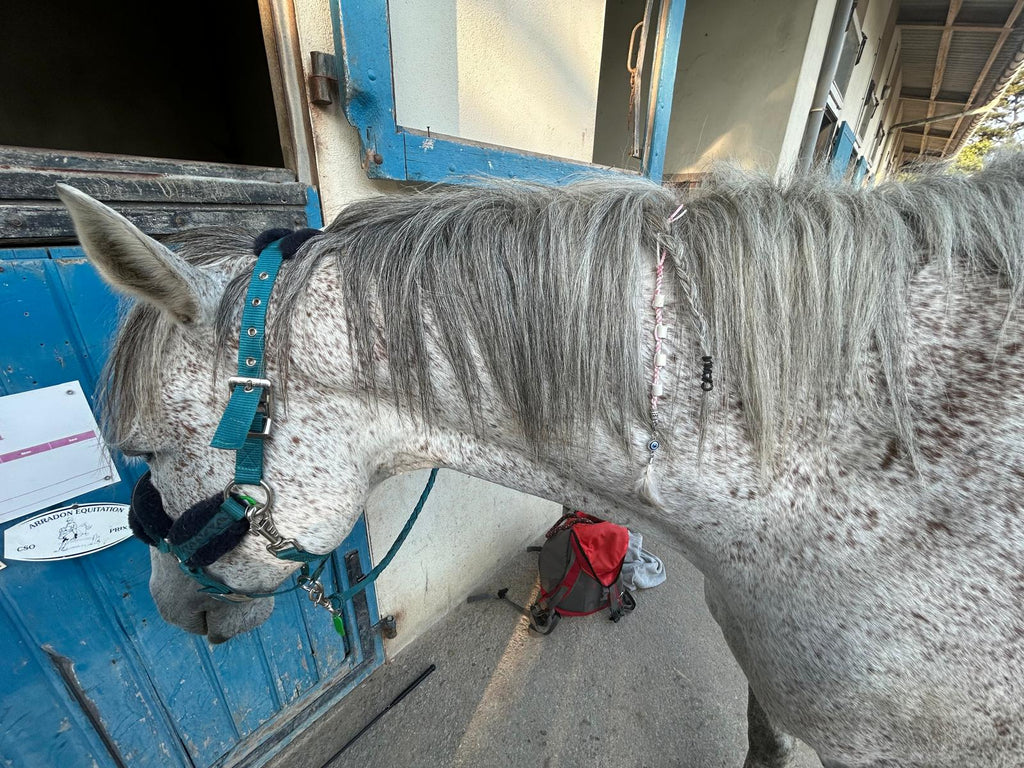 Charme anti-tique cheval modèle élégance.