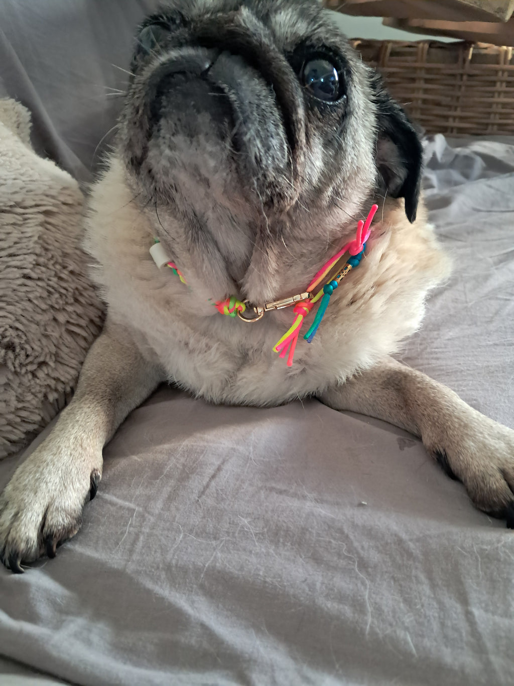 Collier anti-tiques chiens