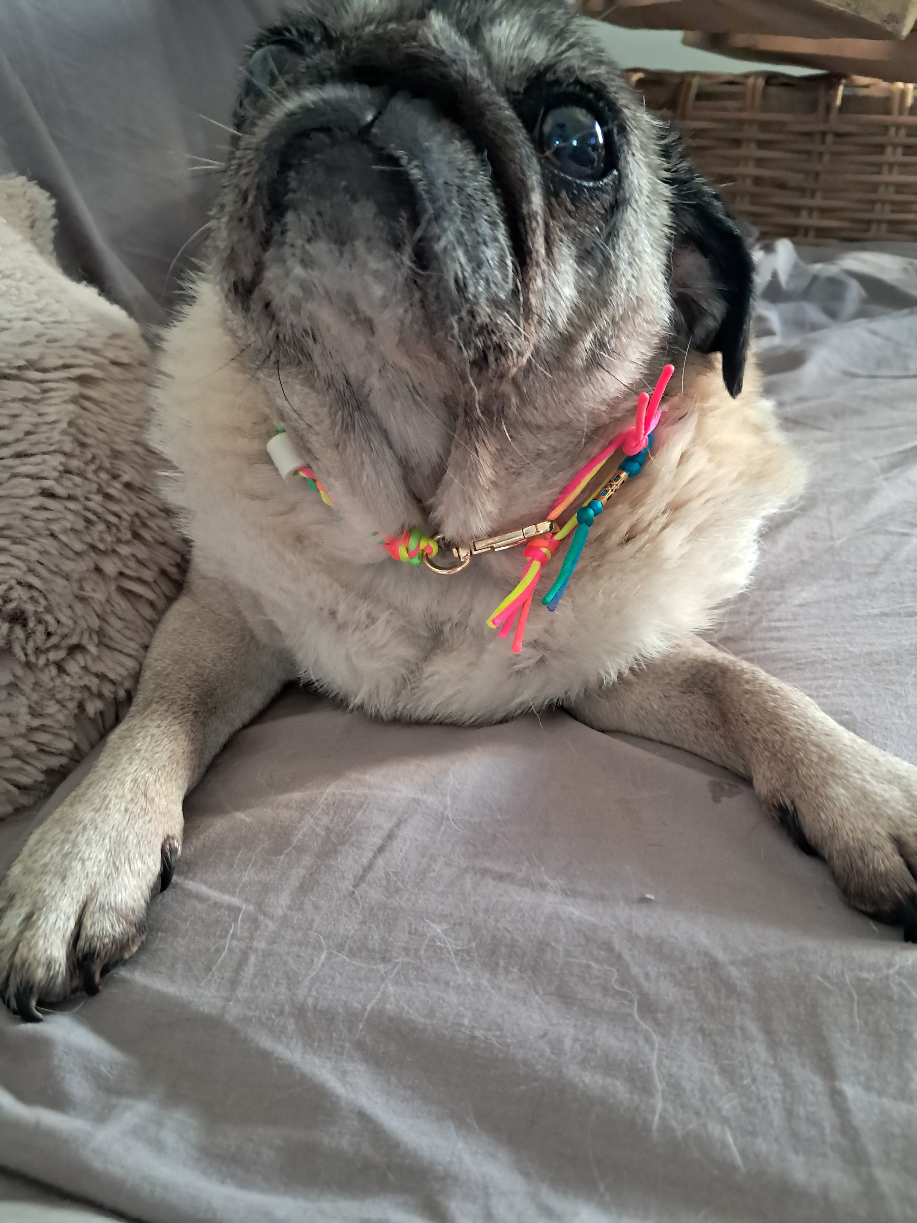 Collier anti-tiques chiens