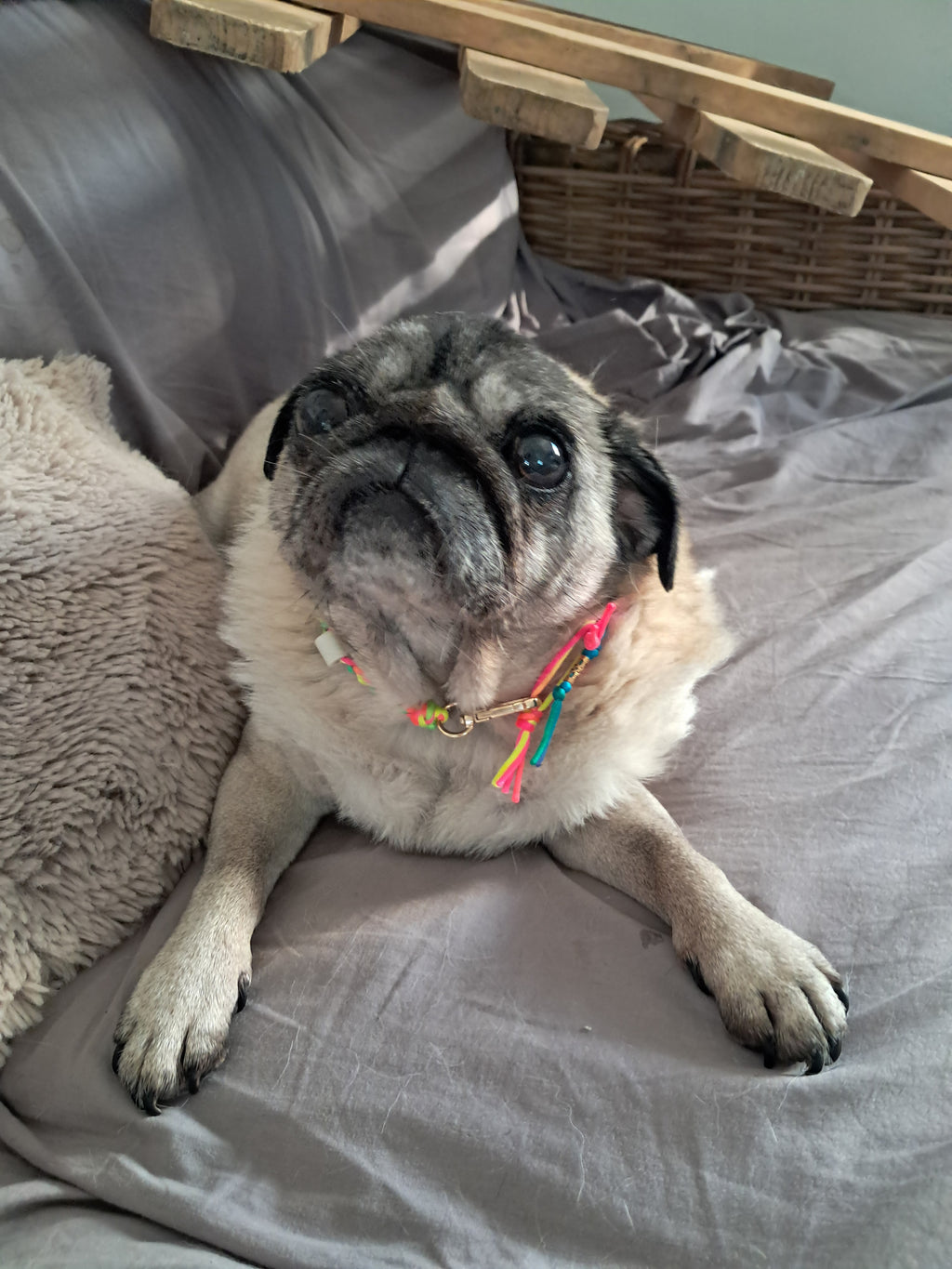 Collier anti-tiques chiens