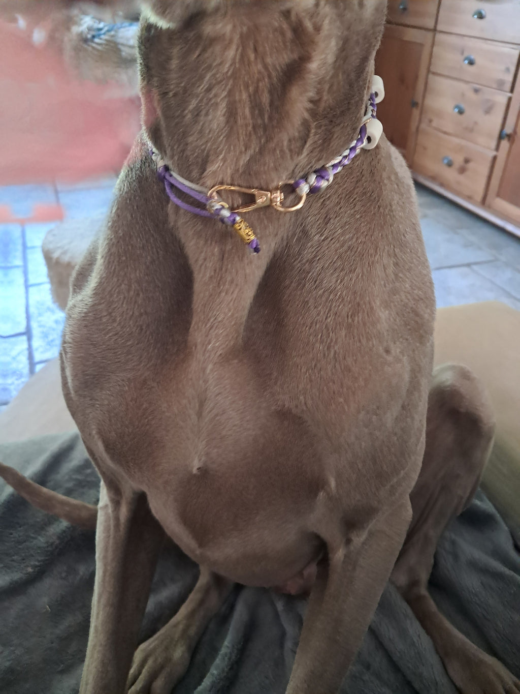 Collier anti-tiques chiens