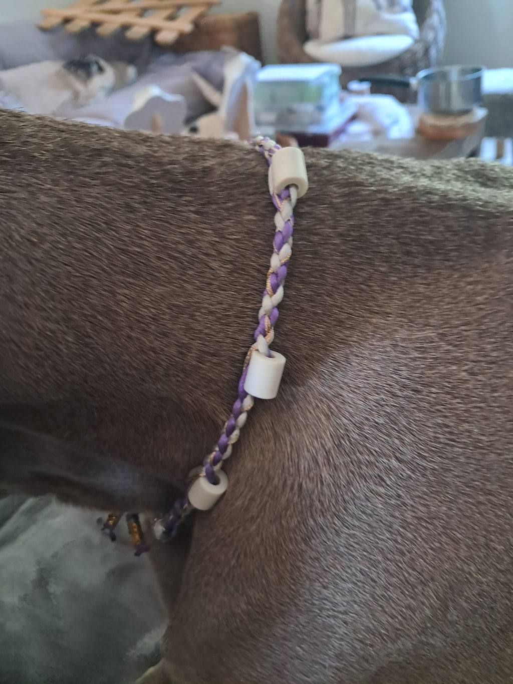 Collier anti-tiques chiens
