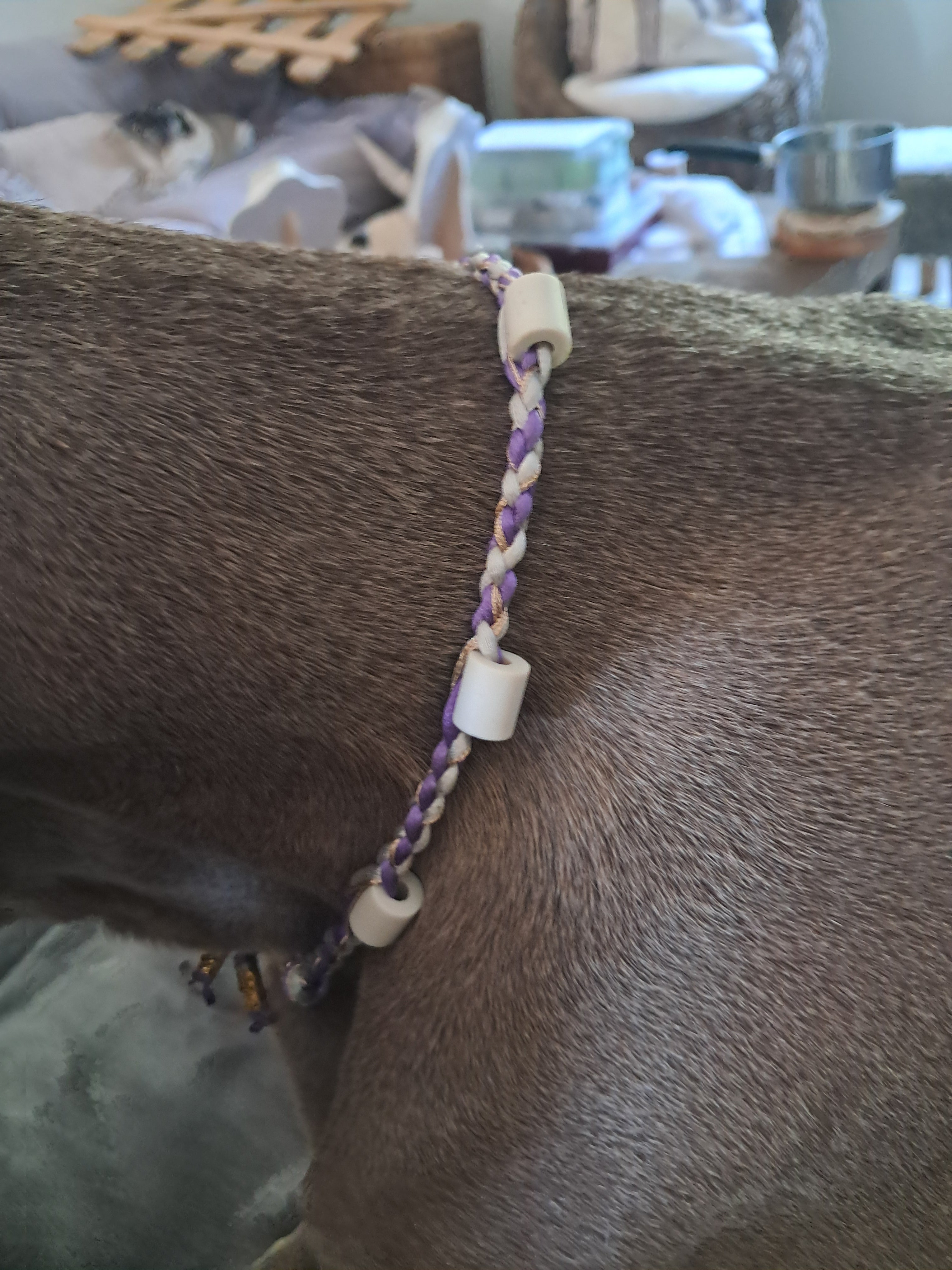 Collier anti-tiques chiens